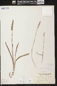 Spiranthes cernua image