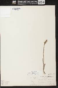 Spiranthes cernua image