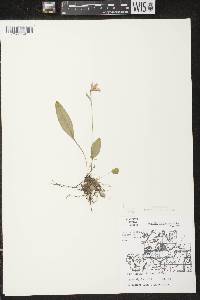 Pogonia ophioglossoides image