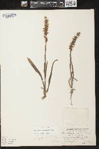 Spiranthes cernua image