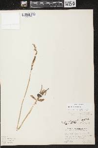 Spiranthes lacera image