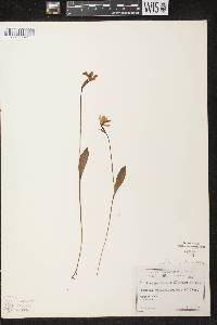 Pogonia ophioglossoides image