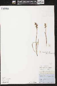 Spiranthes cernua image