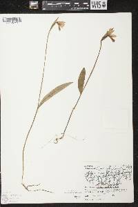 Pogonia ophioglossoides image