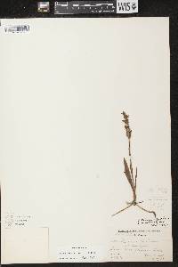 Spiranthes cernua image