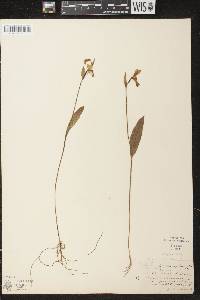 Pogonia ophioglossoides image