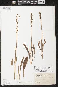 Spiranthes casei image