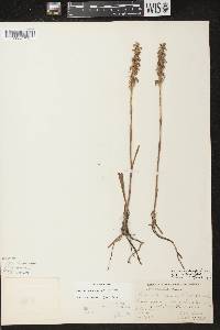 Spiranthes cernua image