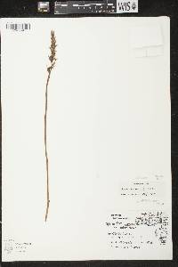 Spiranthes cernua image