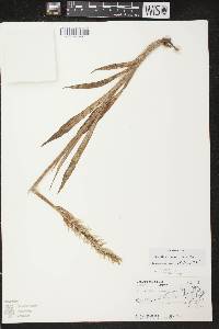 Spiranthes romanzoffiana image