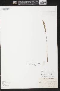 Spiranthes lacera image