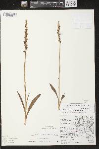 Spiranthes casei var. casei image