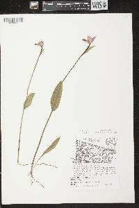 Pogonia ophioglossoides image