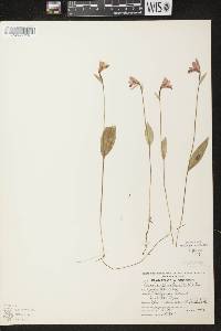 Pogonia ophioglossoides image