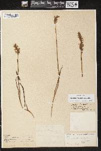 Spiranthes romanzoffiana image