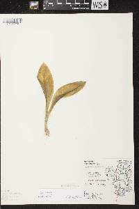 Liparis liliifolia image