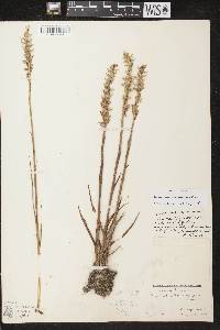 Spiranthes romanzoffiana image