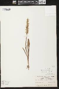 Spiranthes cernua image