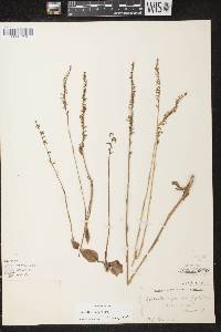 Spiranthes lacera image