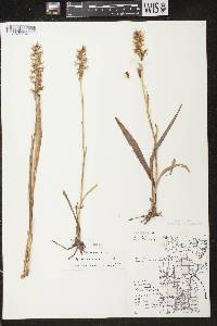 Spiranthes cernua image