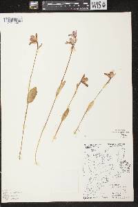 Pogonia ophioglossoides image