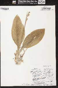 Liparis liliifolia image