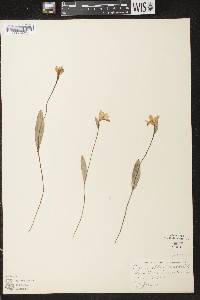 Pogonia ophioglossoides image