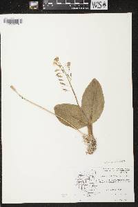 Liparis liliifolia image