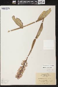 Platanthera psycodes image