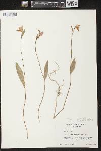 Pogonia ophioglossoides image