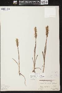 Spiranthes cernua image