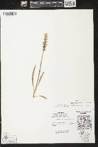 Spiranthes cernua image