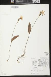 Pogonia ophioglossoides image