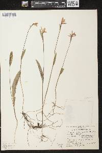 Pogonia ophioglossoides image