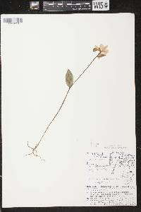 Pogonia ophioglossoides image