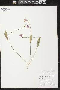 Pogonia ophioglossoides image