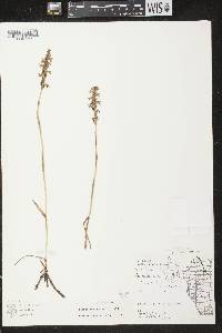 Spiranthes cernua image