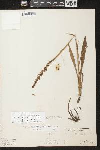 Spiranthes casei image