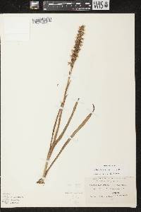 Spiranthes cernua image