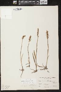 Spiranthes cernua image