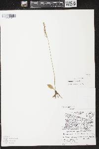 Spiranthes lacera image