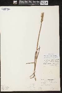 Spiranthes romanzoffiana image