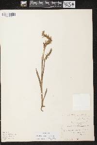 Spiranthes romanzoffiana image