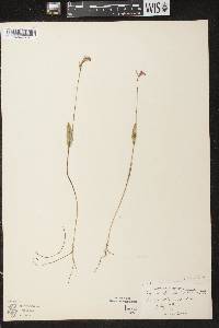 Pogonia ophioglossoides image