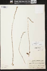 Spiranthes lacera image