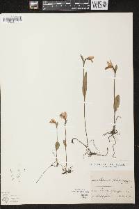 Pogonia ophioglossoides image