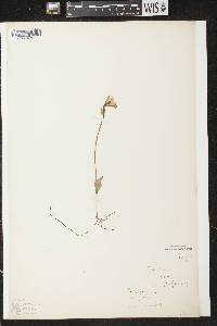 Pogonia ophioglossoides image