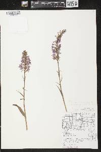 Platanthera psycodes image