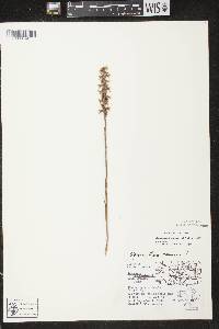 Spiranthes cernua image