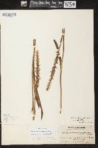 Spiranthes romanzoffiana image